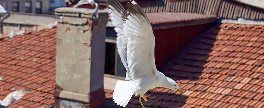 Residential Chimney Animal Removal Solution in Imperial Beach, CA